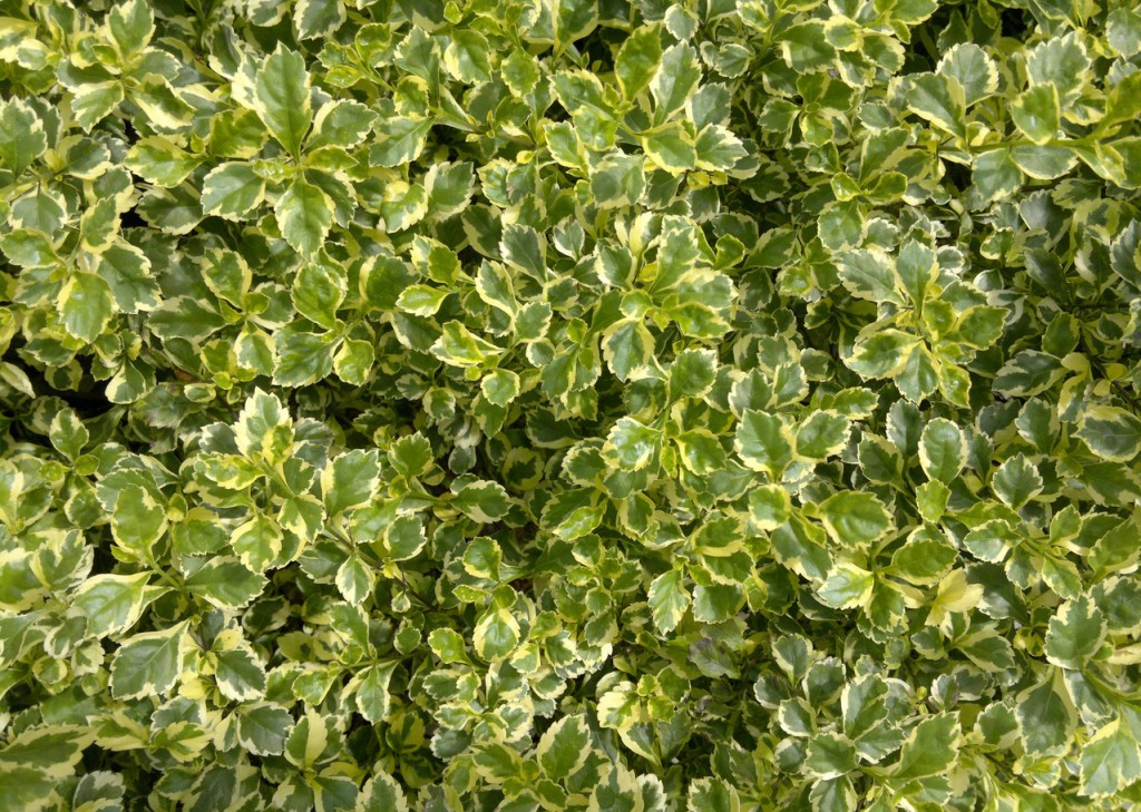 shrub-1141609-1279x910